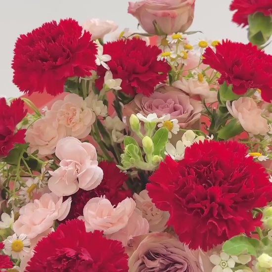 XL carnation video
