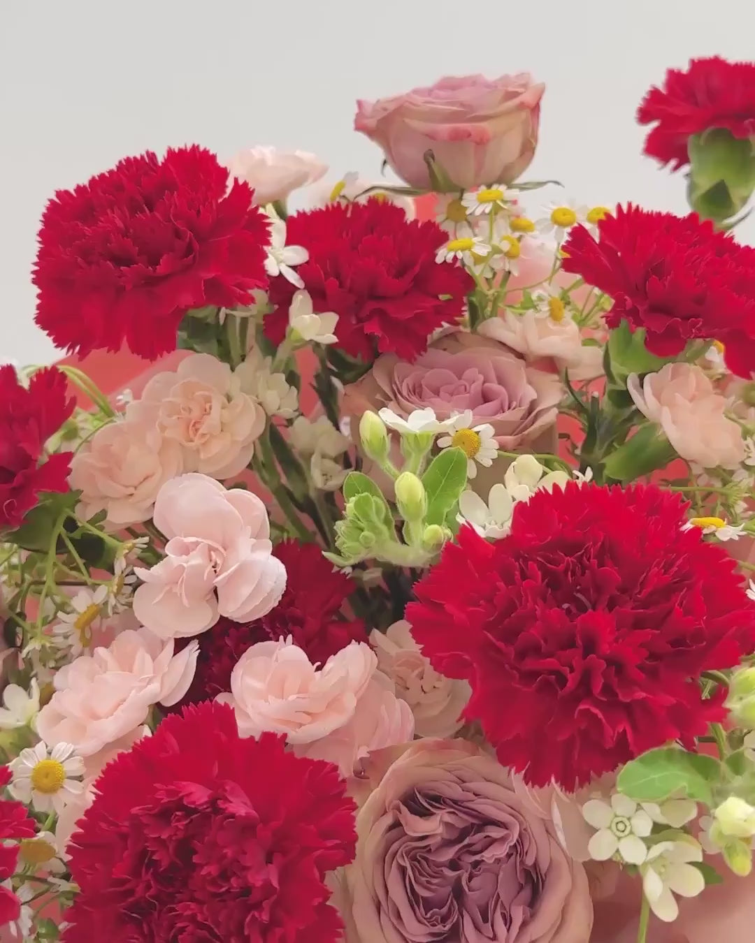 XL carnation video